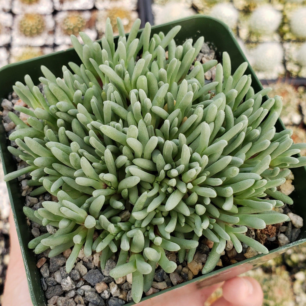 Delosperma sphalmanthoides