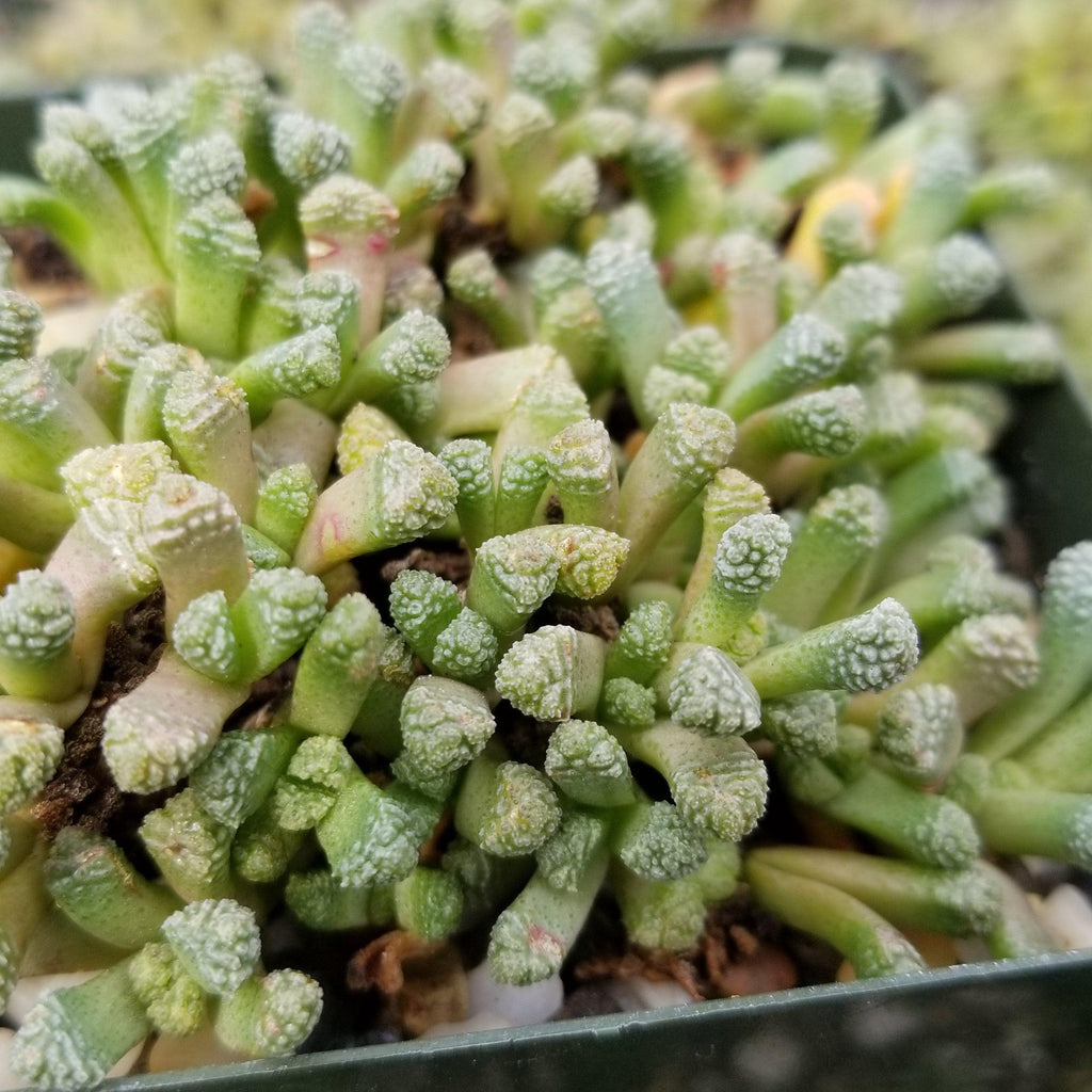 Neohenricia sibbettii