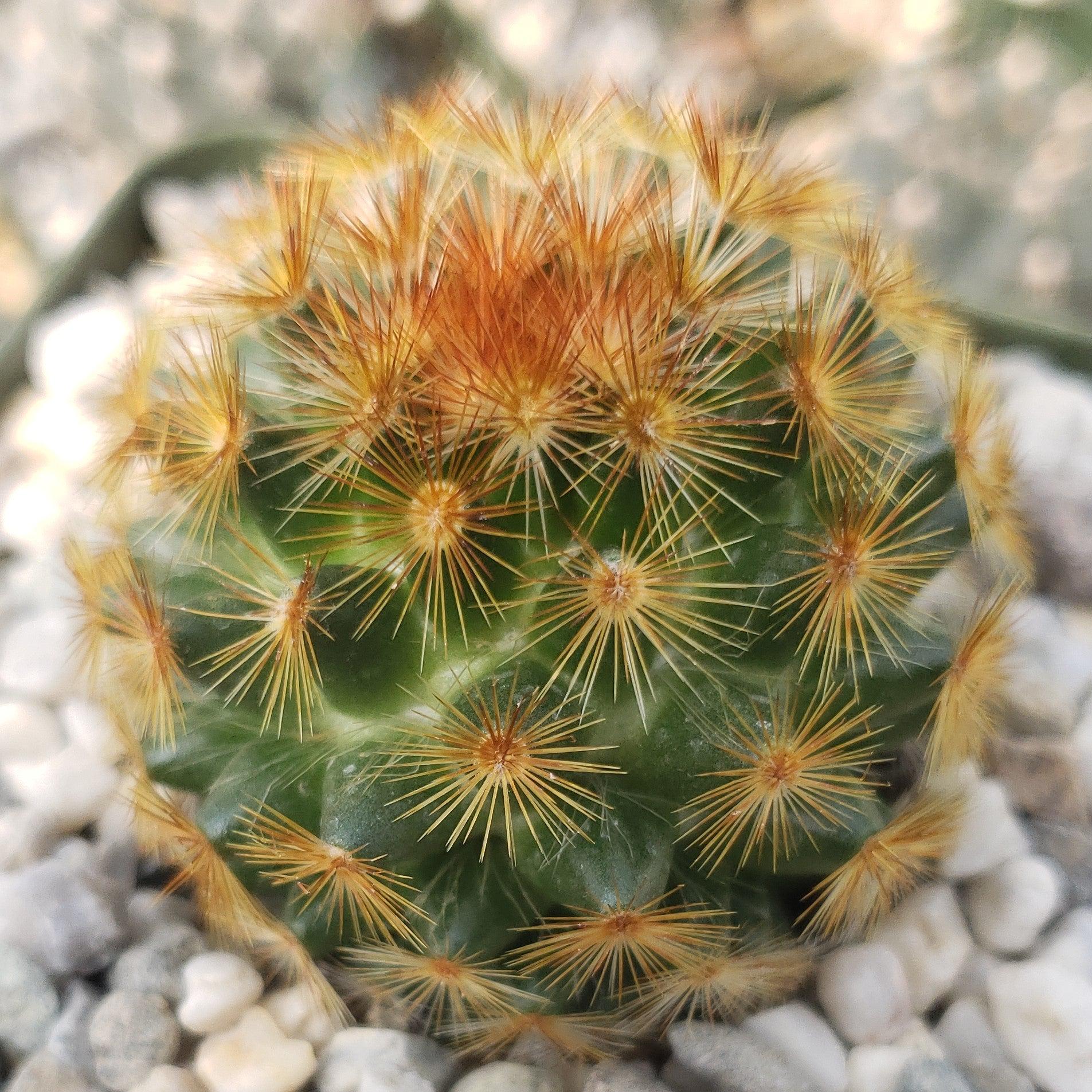 Mammillaria carmenae