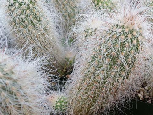Echinocereus delaetii