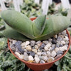 Gasteria glomerata