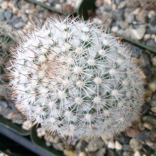 Mammillaria albicans