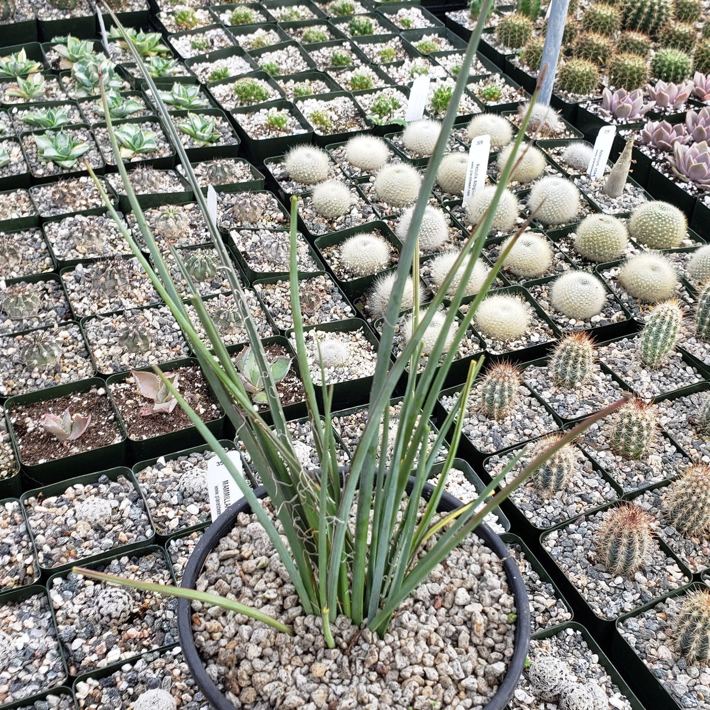 Red Yucca - Hesperaloe parviflora