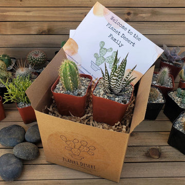 growing your own succulents 1 Succulent + 1 Cactus Subscription Box (Growing Kit) – Planet Desert