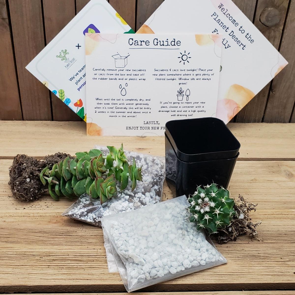 plant seed subscription box 1 Succulent + 1 Cactus Subscription Box (Growing Kit)