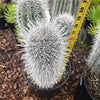 Giant Cardon or False Saguaro - Pachycereus pringlei - 8