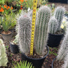 Giant Cardon or False Saguaro - Pachycereus pringlei -7