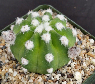 Domino Cactus - Echinopsis subdenudata 'fuzzy navel'