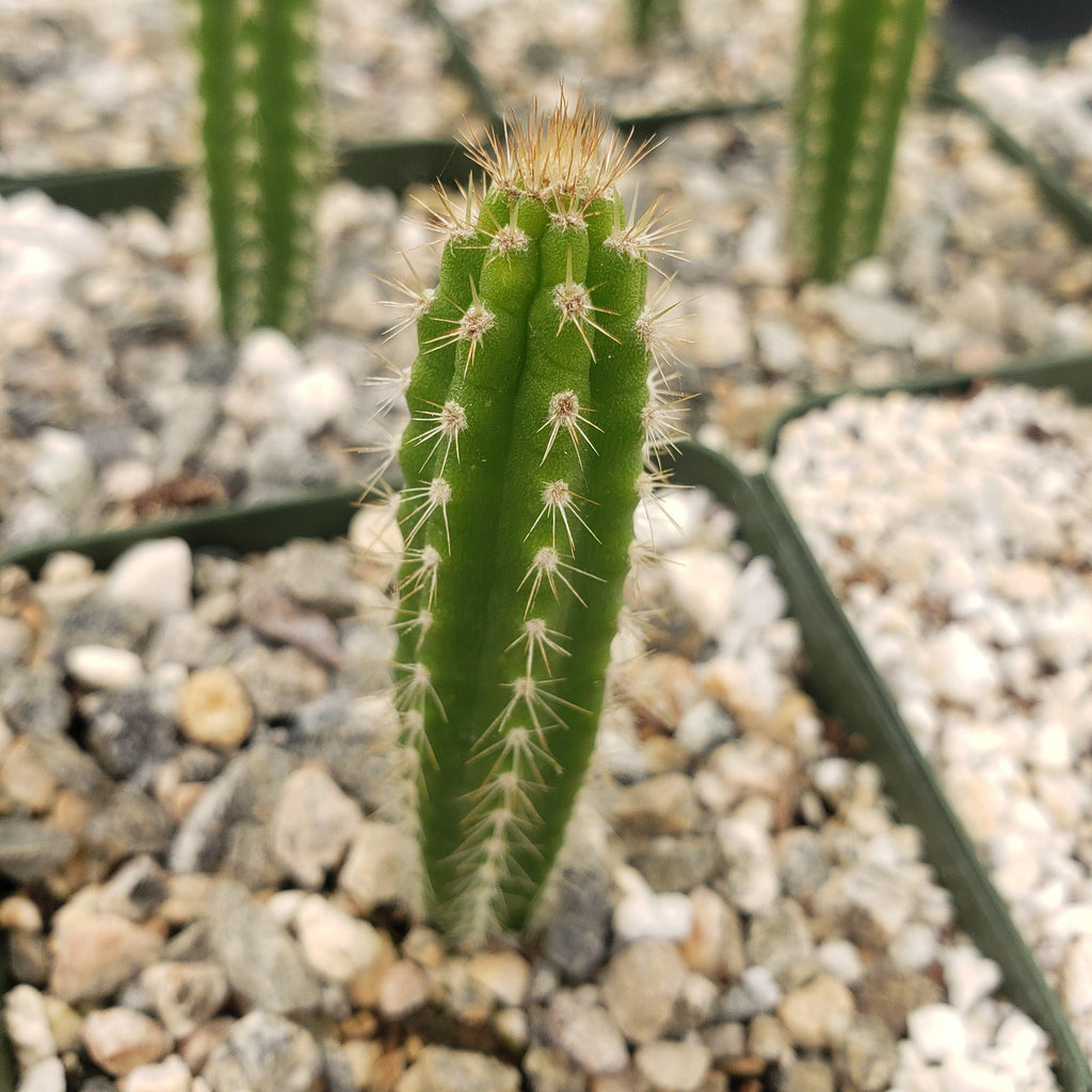 Yungasocereus inquisivensis