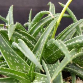 Aloe firebird hybrid