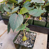 Ficus petiolaris fig rock