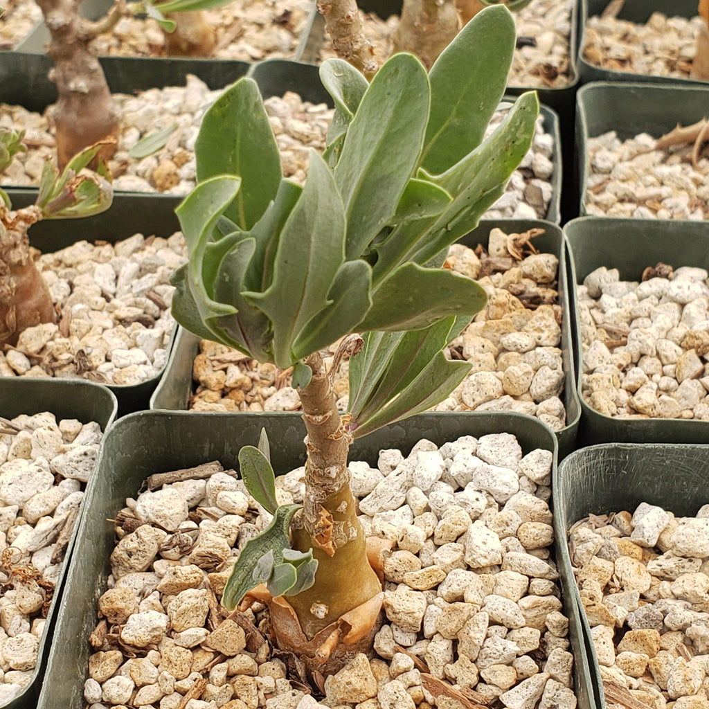 Othonna lobata hybrid