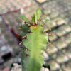 Euphorbia acrurensis abyssinia Desert Candle