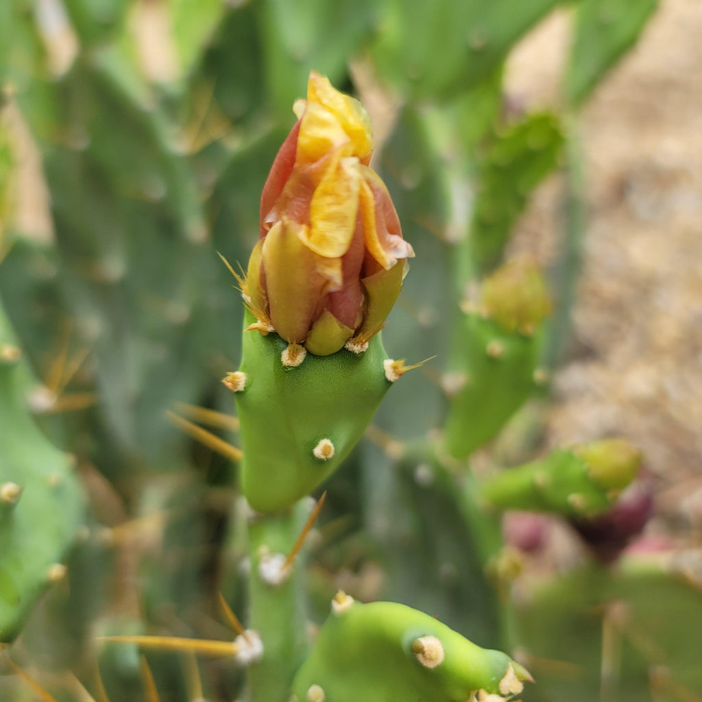 Opuntia Desert Ace Pad