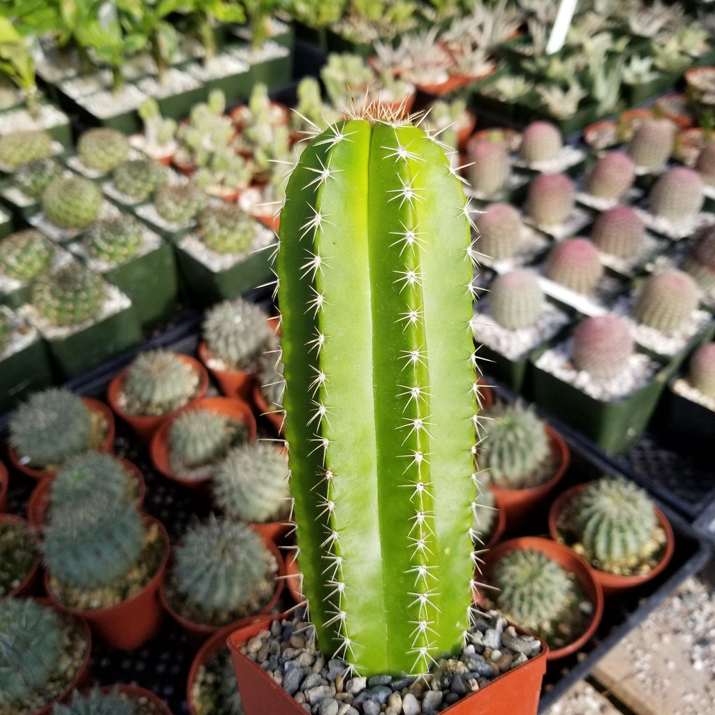 Neobuxbaumia euphorbioides