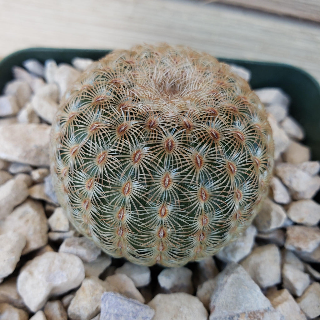 Echinocereus albiflora