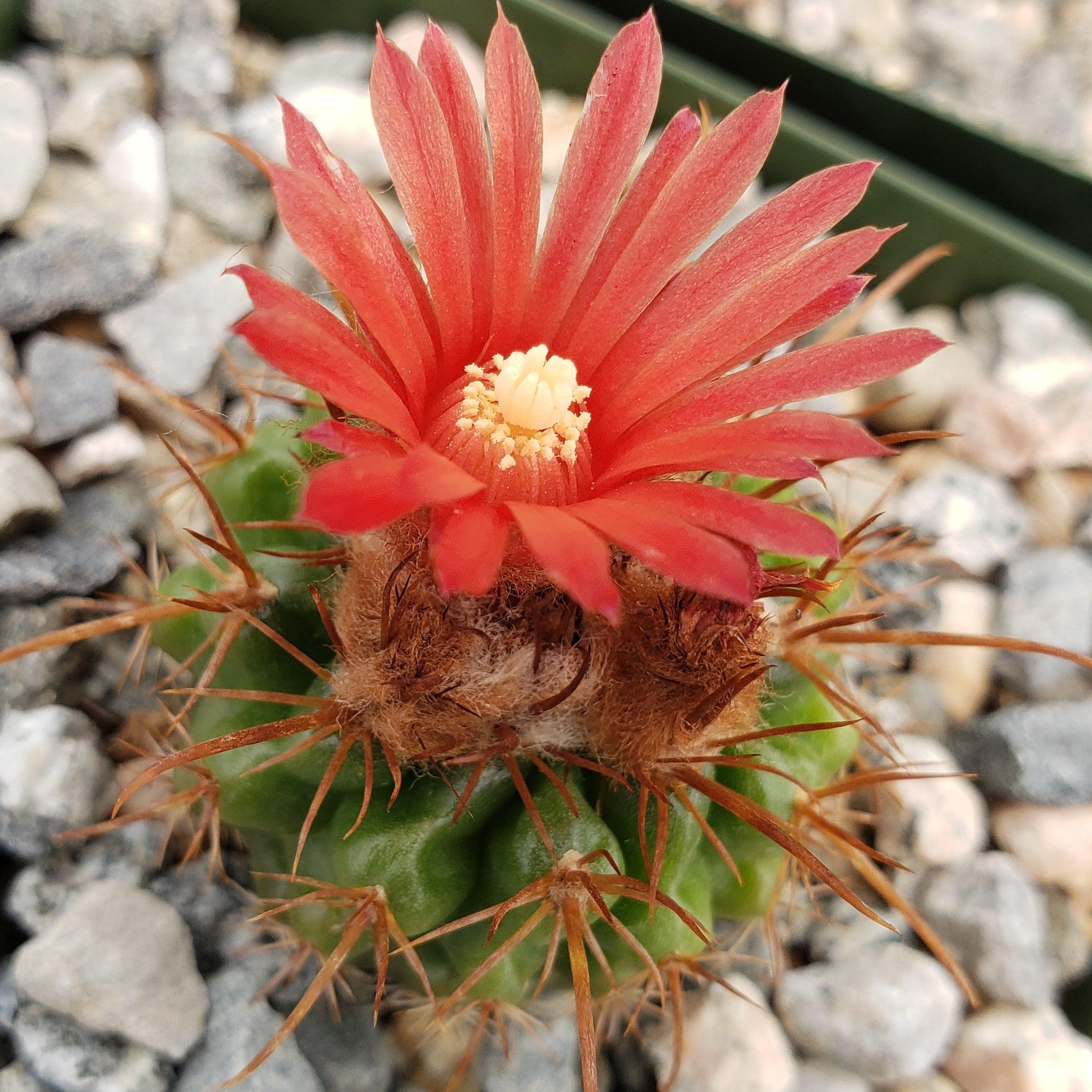 Parodia tuberculata quechua