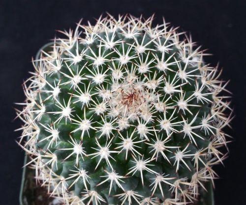 Mammillaria mystax