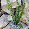 Mother in Law Plant ‘Sansevieria trifasciata’ Snake Plant