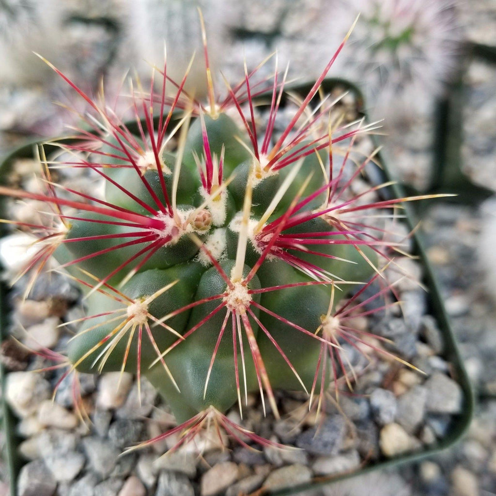 Thelocactus bueckii