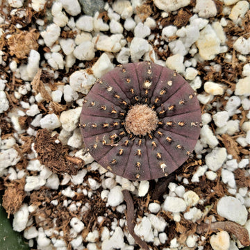 Frailea castanea – Planet Desert