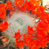 Rebutia albipilosa