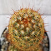 Copper King Cactus - Mammillaria elongata ‘Copper King’