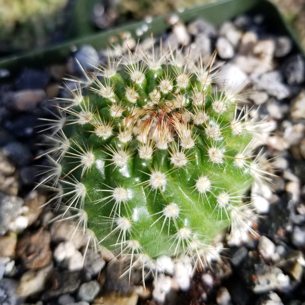 Notocactus werdermannianus
