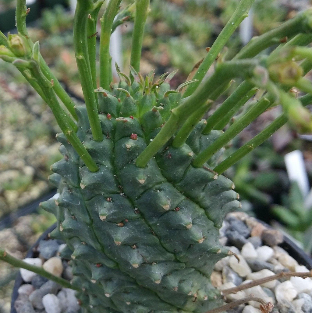 Euphorbia spiralis