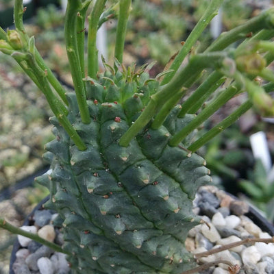 Euphorbia spiralis