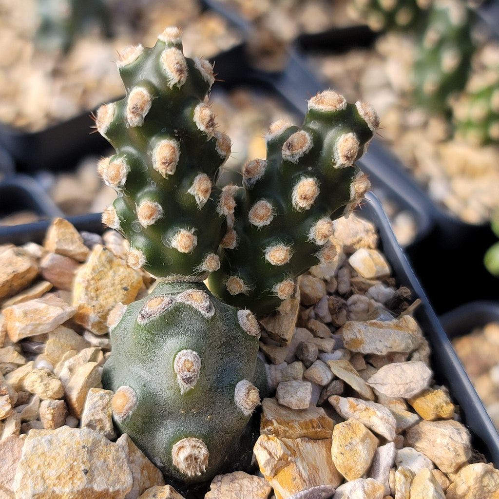 Tephrocactus molinensis