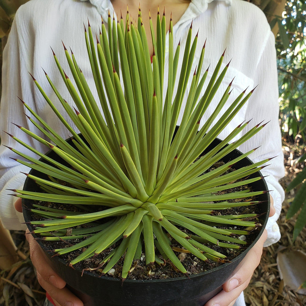 Agave stricta nana ‘Dwarf hedgehog Agave’