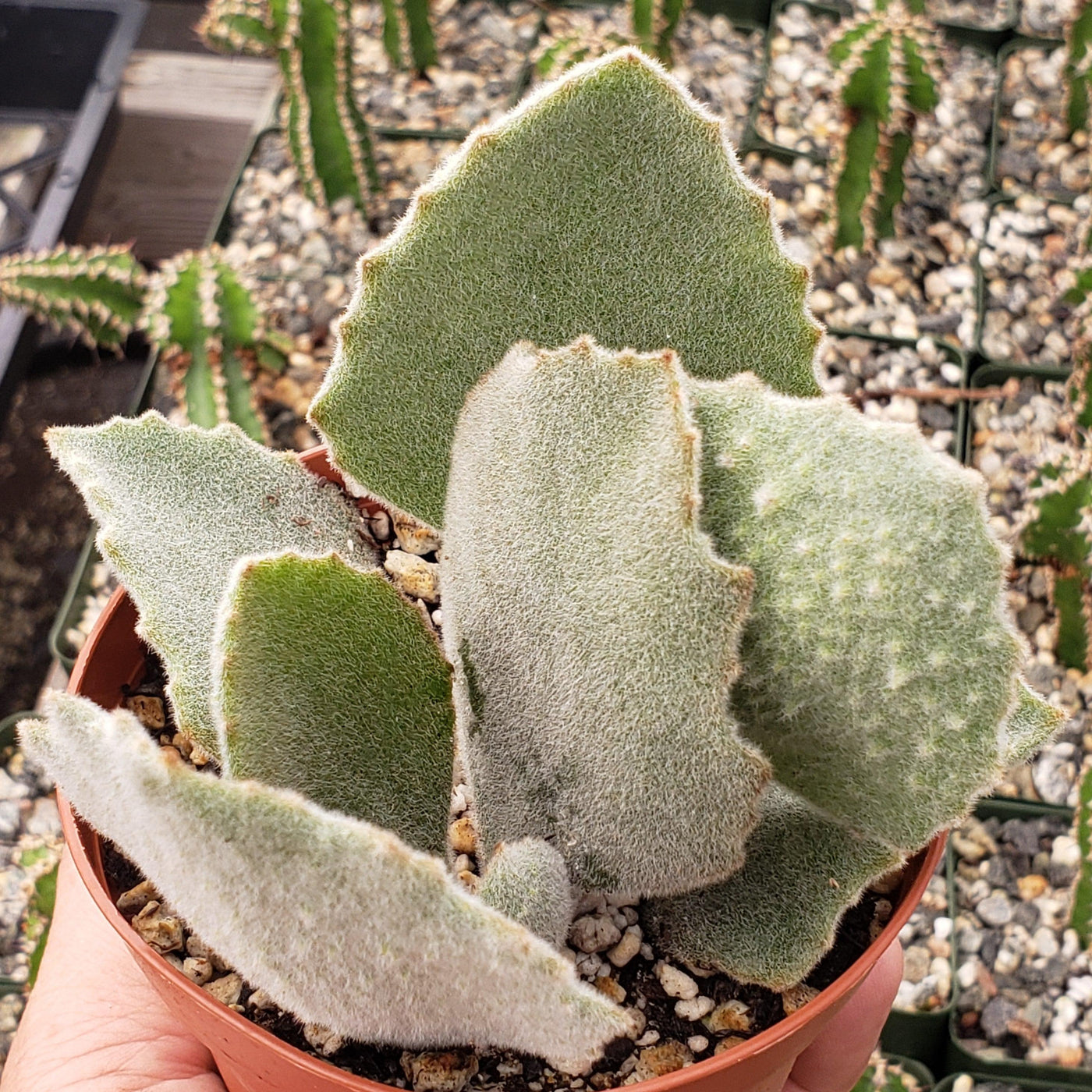 Kalanchoe Beharensis Fang Cuidados kalanchoe-beharensis-fang-cuidados