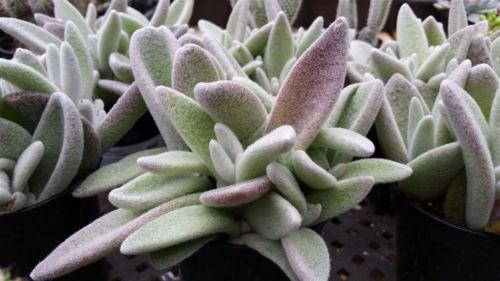 Kalanchoe eriophylla