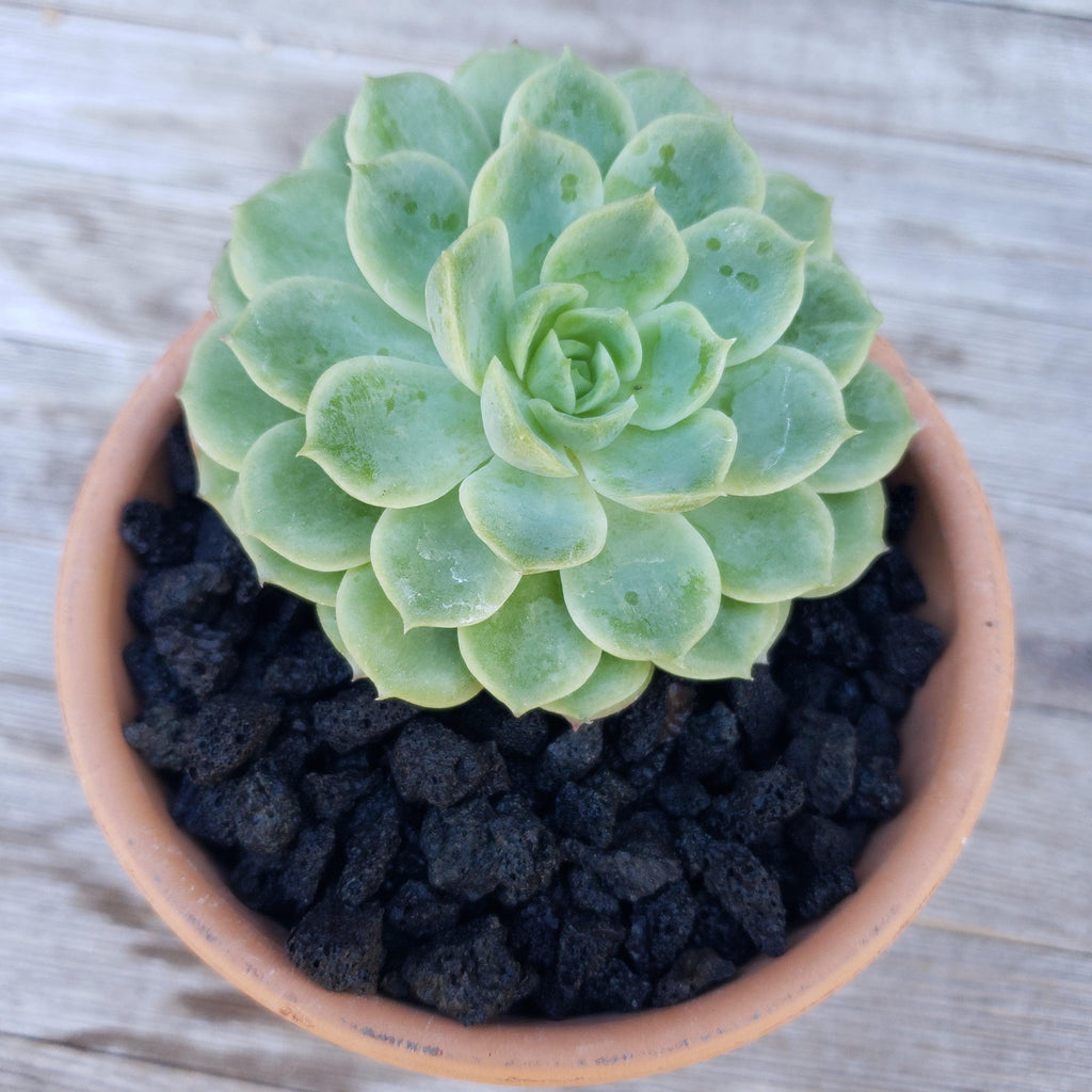 Black Volcanic lava Rock Cactus and Succulent Top Soil Dressing
