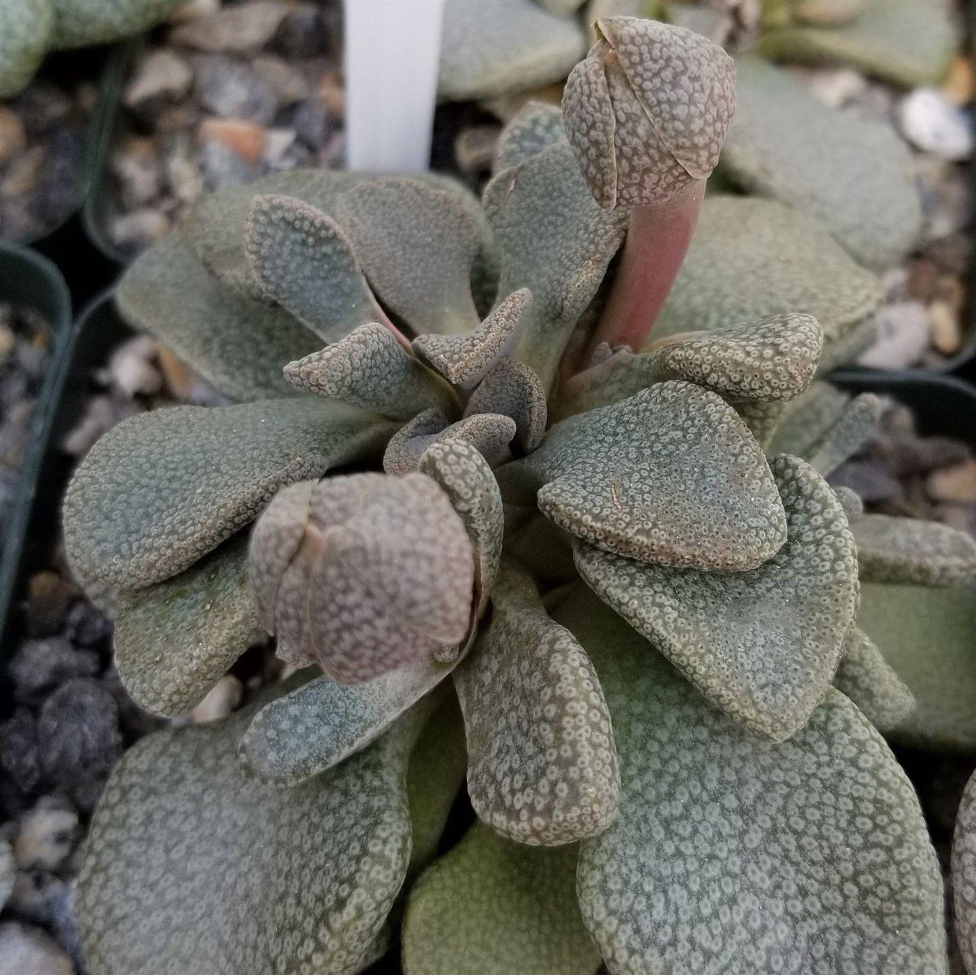 succulents price philippines Aloinopsis rosulatum