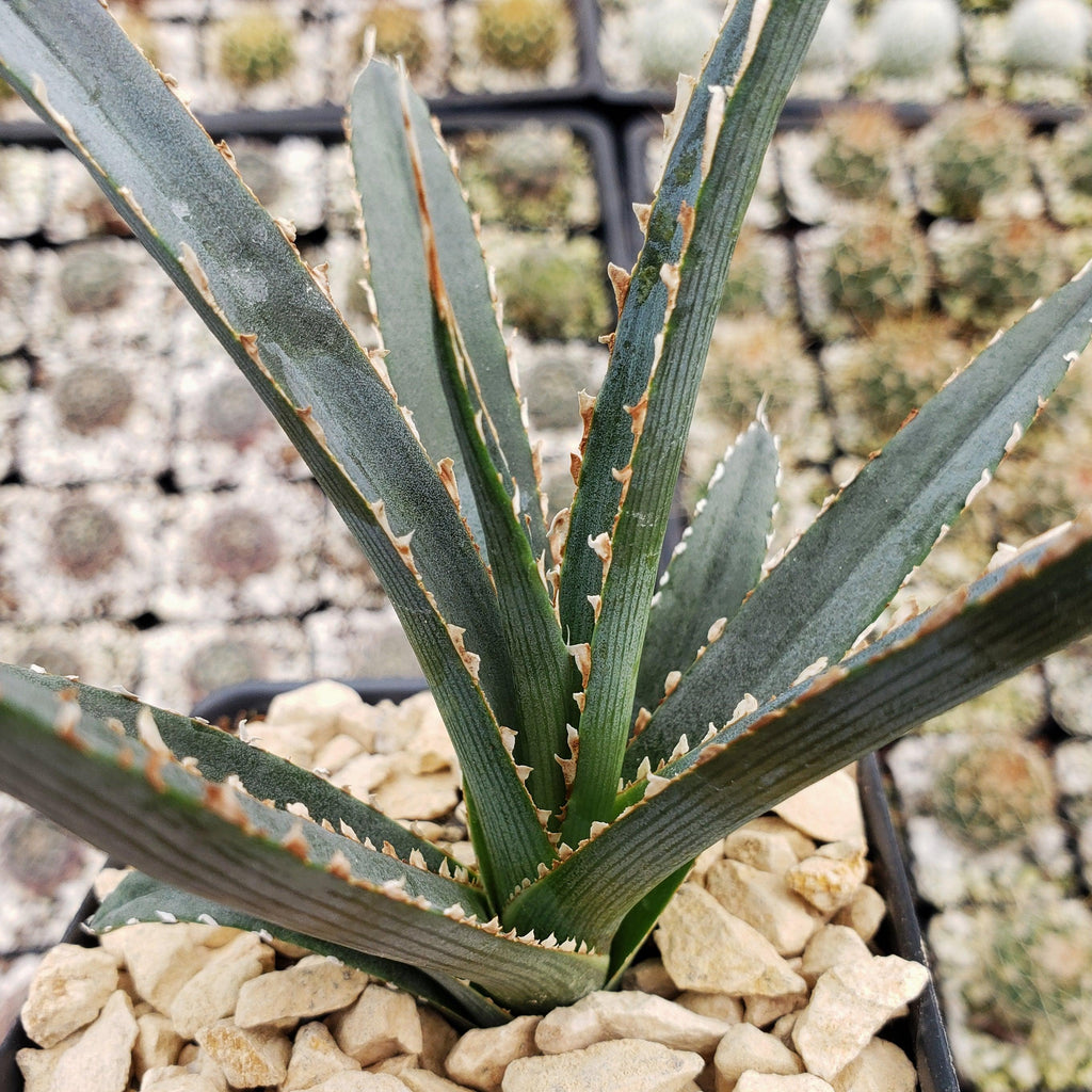 Saw Leaf Agave - Agave xylonocantha &