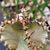 Variegated African Candelabra - Euphorbia ammak variegata