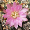 Gymnocalycium neuhuberi