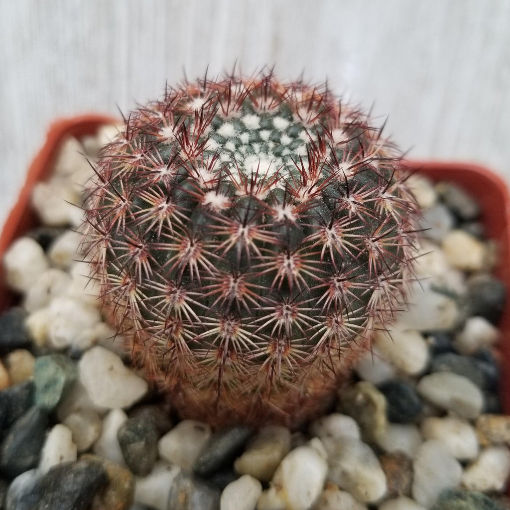 Notocactus rutilans