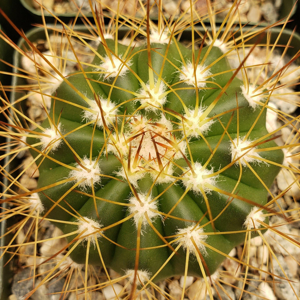 Buiningia brevicylindrica var. longispina