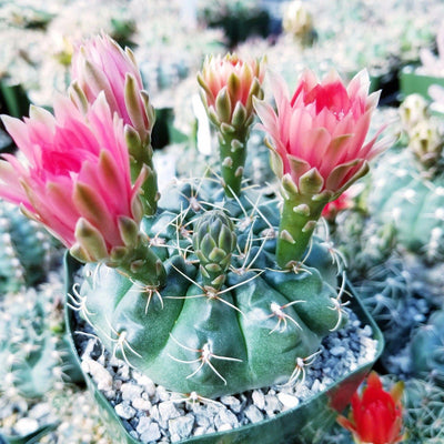 Gymnocalycium baldianum ‘Dwarf Chin Cactus’