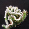 Opuntia hybrid crest roller coaster