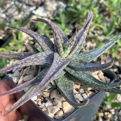 Aloe pictifolia