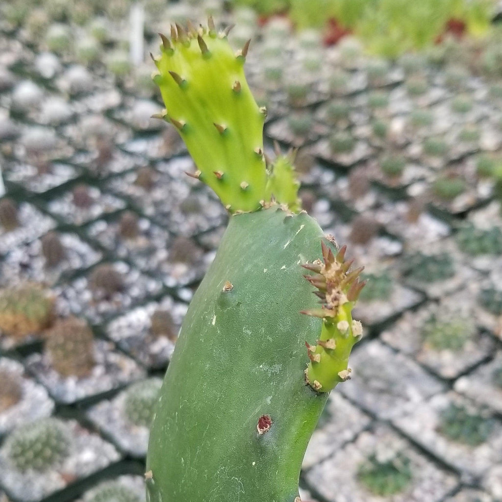 Opuntia ellisian cutting
