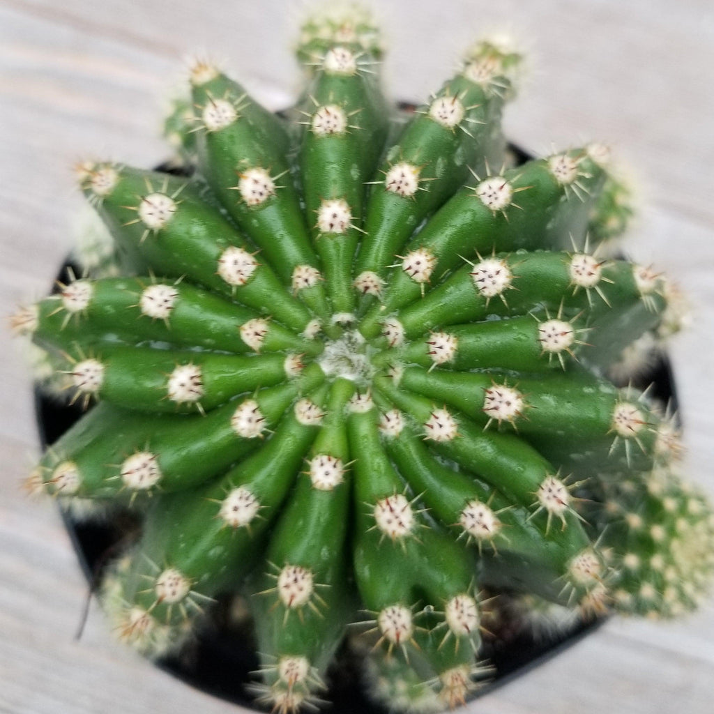 Echinobivia Hybrid Rainbow Bursts