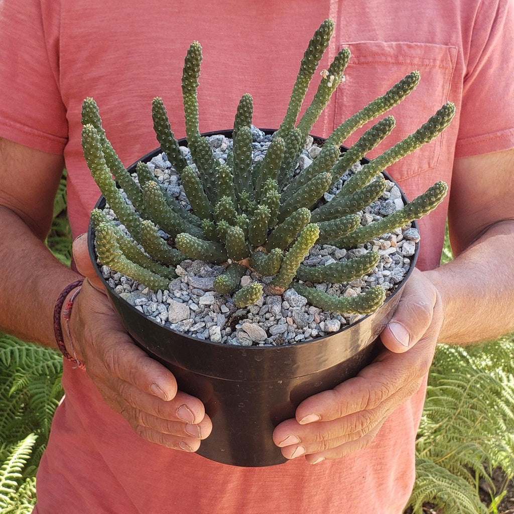Euphorbia esculenta Large Specimen
