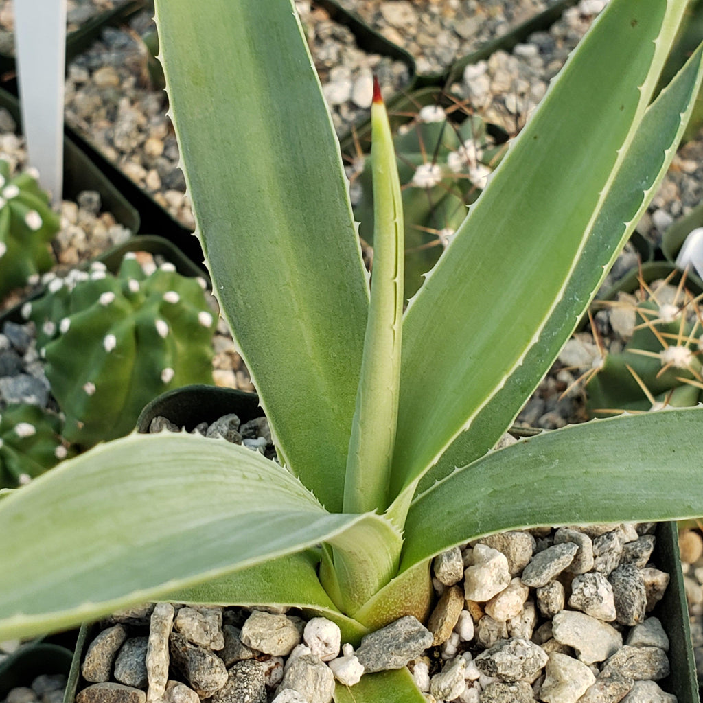 Agave angustifolia