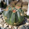 Ferocactus macrodiscus