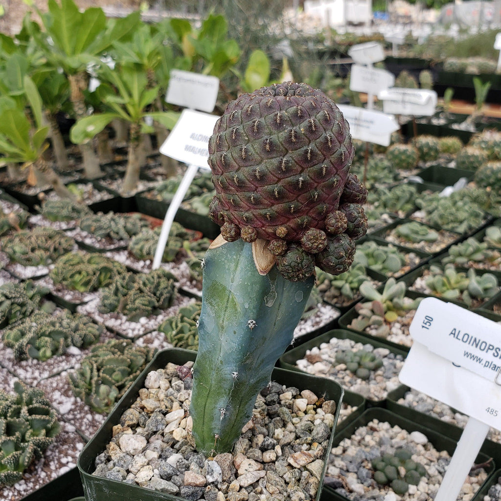 Sulcorebutia rauschii grafted Large